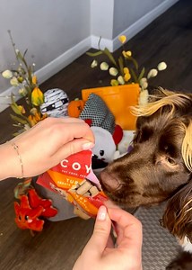 1.3K views | Spoil your dog this Halloween with the ultimate Doggy Spooky Boo Basket. From Creepy Cuties toys to pumpkin-flavoured treats and warm, cosy jumpers, it’s packed with all the festive goodies. Next time, we might need a bigger basket! #PetsCorner #DogHalloween #CreepyCuties #HalloweenForDogs #DogTreats #DogToys #PumpkinTreats #CosyDogStyle #DoggyBooBasket #SpoilYourDog #FestiveFurFriends #DogLife #HappyDogs #DogLovers #HalloweenVibes | Pets Corner | Facebook
