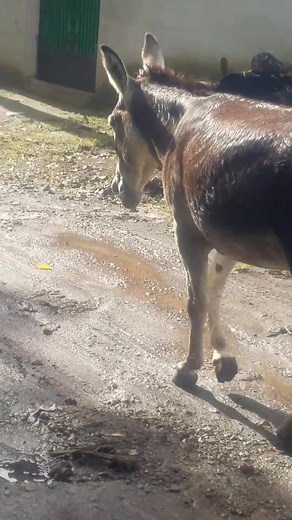 #BurritoChallenge | Nezthor FN