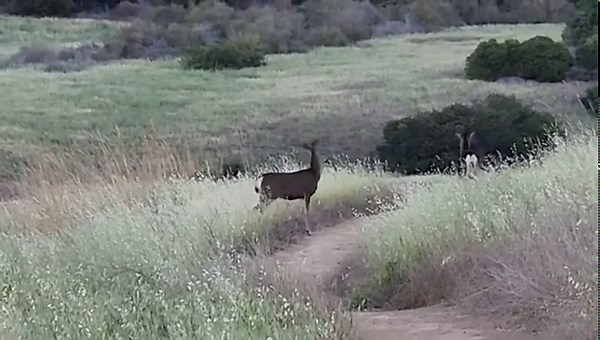 3.8K views · 134 reactions | Sharing the trail with dear, deer friends this morning in Rancho Sierra Vista. bit.ly/vchiking #conejovalley #santamonicamountains | Conejo Valley Guide | Facebook