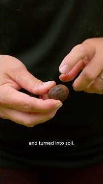 Foraging Kukui in Hawaii #bigislandhawaii #hawaii #foraging #kukui #indigenousknowledge