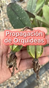 Cultivo de semillas de Orquídeas CATTLEYA #cattleyaorchids #cattleya #orquidea #invitro #cultivo | CorpOrquídea