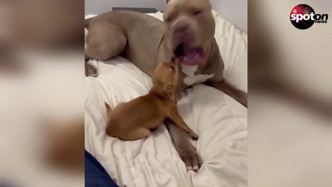 Giant dog cuddles with Chihuahua - the net celebrates him