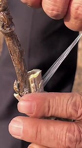 Grafting Techniques of Peony Trees #foryou #fyp #grafting #graftingtechniques #graftingplant | Grafting&Planting