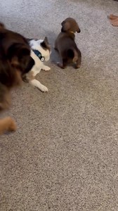 2.9K views | White Paws German Shepherd Rescue on Reels | Facebook