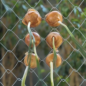 877K views · 2.3K reactions | Expert gardening tips for success | 5-Minute Crafts Men | Facebook