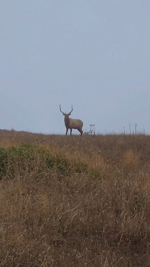 Tomales Point Hike #hikingtrails #hiking #hikingcalifornia #pacificocean🌊 #bayarea #cloudy #fog #foggy #elks #hikingcalifornia #california | Rex Tenebris III