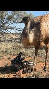 Cuteness overload at The Lake Quilpie! Their resident emus have welcomed six adorable babies, and we just can’t get enough of them! BTW if you’re in need of a place to stay while in Quilpie, they have that covered too! Whether you’re camping with a lake view or cosying up in one of their cottages, The Lake Quilpie has the perfect accommodation to suit every taste and budget. And with all the comforts of home, including flushing toilets, hot showers, and even a lakeside Bathhouse with warm artesi