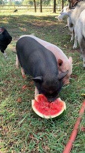 Everybody loves watermelon #pig #pigs #pigsofinstagram #piggy #pigstagram #farmlife #farmlifebestlife #farmanimals | From Seed to Spoon