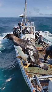 2.4K views · 704 reactions | Biggest penguin  | deep sea discoveries | Facebook