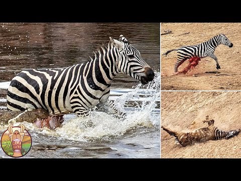 10 Combats Les Plus Violents Entre Animaux Sauvages !
