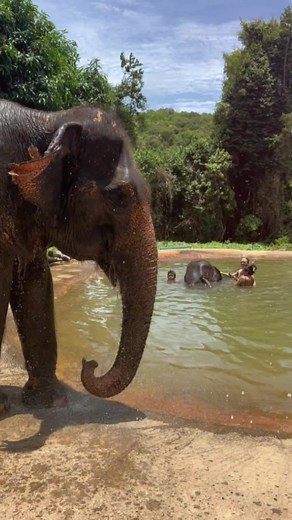 The Pattaya Elephant Sanctuary offers a compassionate and ethical haven for elephants in Thailand. Dedicated to the well-being and conservation of these magnificent creatures, the sanctuary provides a safe environment where elephants can thrive without the burden of performing or carrying tourists. Visitors have the opportunity to observe and interact with these gentle giants in a responsible manner, learning about their natural behaviors and stories. By supporting the Pattaya Elephant Sanctuary