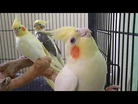 Cockatiel Hissing #ParrotWorld