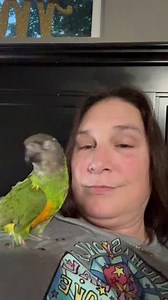 12K views · 1.1K reactions | Dewey Decimal, one of my personal birds learned how to wave tonight. LOL he’s very proud. We just did that without any treats and just kisses. | Birds and Beaks Rescue and Rehab | Facebook