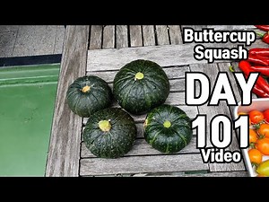 How to Grow Buttercup Squash From Seed