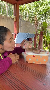 Poor Newborn Baby Moinkey In Home . . . #reelsviralシ #reelschallenge #cute #animals #Lovely #adorable #monkey | Lovely Monkey ChiChi