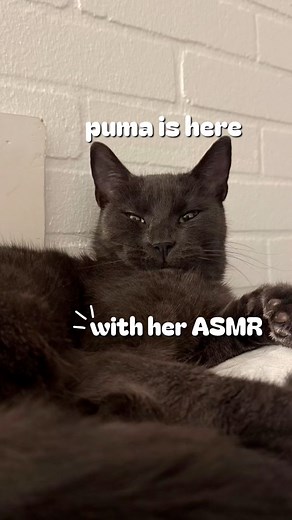 Puma eating 🔉🎧 🔉 #asmr #asmreating #blackcat #catlover #foryou | Tales of a hijabi