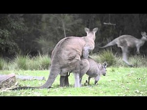 Australian Wildlife: Mating Kangaroos