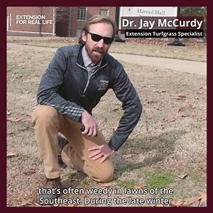 HOW TO GET RID OF LAWN BURWEED! Who else hates having "stickers" in your yard??? Stumbling upon a patch of stickers while walking barefoot is a painful experience.😖 So, what is lawn burweed and how do you remove it from your yard? Extension turfgrass specialist Dr. Jay McCurdy shares how in our latest blog post: http://ow.ly/UrnK50Da2P5 #ExtensionForRealLife #MSUext (Correction: Please note that in the post emergence herbicide section of the video that it should be mecoprop NOT fenoxaprop.) | M
