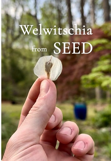 Growing Welwitschia Mirabilis From Seed: New Plant Project