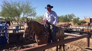 #TrainingTipThursday - "Keeping your horse quiet in the box" | Dynamite Arena