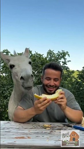 Favorite Friends / Funny animals