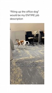 Why is there an office dog if not to rile it up??? (@lexijay via @bitch ) | Humor