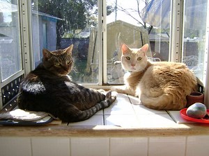 Dexter and Avatar Steal the Spotlight...and Your Heart