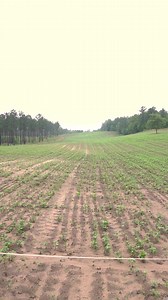 27 reactions | A few weeks ago we showed you how to construct a Gallagher Fence system. We’re back at the plot checking in on the Record Buck Beans! #foodplots #deerhunting #preperation #deerseason #gallagherfence | Advanced Wildlife Solutions | Facebook