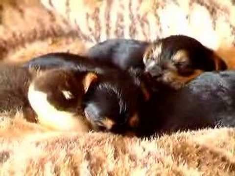 Baby Duck & Puppies