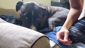 My pup's first acupuncture for relaxation #acupuncture #acupuncturist #animals #dog #calmdown #calm #relax #relaxation