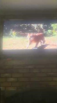 Dogs Vs Tiger - Swiss Family Robinson