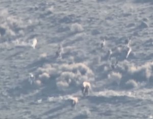 Yellowstone Wolf Pack Chases Down Bison Herd
