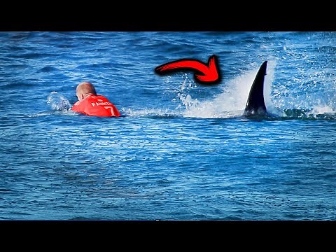The Worst Shark Attacks 2024