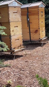 3.5K views · 687 reactions | I had no idea until Bob Coyne showed me today, examples of many beehives found downtown Chicago. I have no clue who maintains these but I love to see this, not only to benefit the bees themselves but also beecause they benefit the environment and actually us. We need bees! | Steve Dale | Facebook