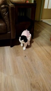 10K views · 865 reactions | KITTY ONESIE!! DeeDee has severe...