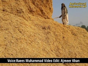 6.8K views · 154 reactions | Attack of Yellow rust on wheat and its management.. | Agriculture Department KP | Facebook