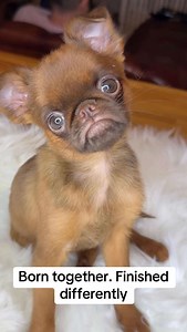 Why this breed steals hearts