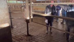 5.4K views · 97 reactions | Easy access- learn more? Split entry gate, one of the smart milk robot barn designs from the CowSignals / Vetvice / Dairylogix design since 2006. https://www.cowsignals.com/en/online_courses/cowsignals | CowSignals Training Company | Facebook