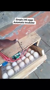 Simple homemade automatic incubator | FarmX