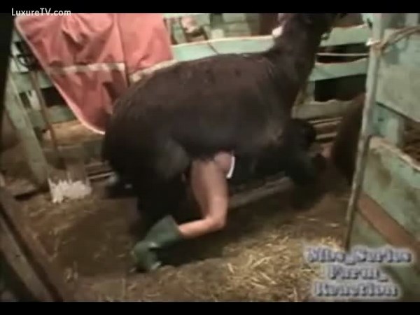 Whore fucked by an alpaca