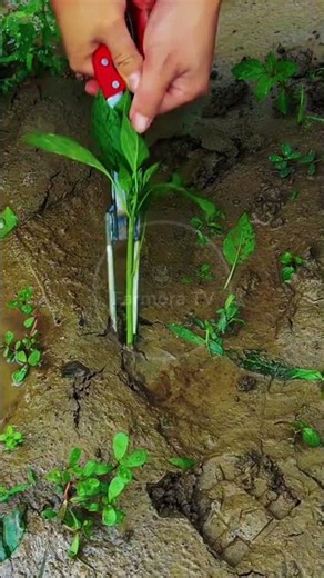 Plant Grafting: Cloning Sprouts with Specialized Garden Tongs! 🌿🌱 #farmoratv #nature #asmr