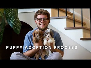 Our Puppy Adoption Process | Cavapoo 3:16