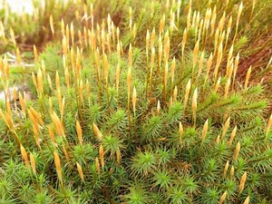Polytrichum commune - Alchetron, The Free Social Encyclopedia