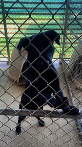 2.8K views · 28 reactions | Jake and Oakley are not the same but they sure do look like it. Beautiful black labs! Petsaversshreveport.org #foreverhomeneeded | Pet Savers of Shreveport | Facebook
