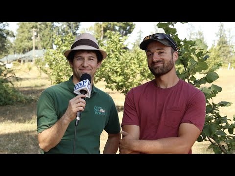 Pest and Disease Management Considerations for Organic Hazelnut Growers