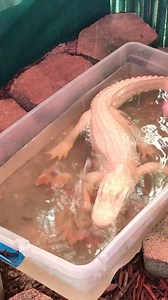 13K views · 289 reactions | Throwback to one of our earlier videos of...