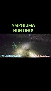 We had a blast catching AMPHIUMAS! These large aquatic salamanders are a favorite meal of mudsnakes! #snake #snakelife #snakes #reptiles #venomous #nonvenomous #education #nature #wildlife #reptile #reptiles #naturerules #photooftheday #picoftheday #amphibian #amphibiansofinstagram #salamander #reelsinstagram #reeloftheday #videooftheday | Louisiana Snake ID
