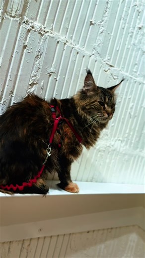 citypulsetoronto on TikTok