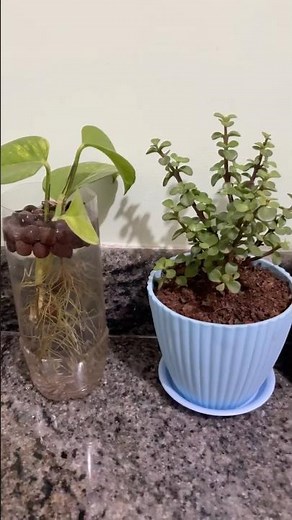 Beautiful Indoor Plant Setup | Make Your Home Look Alive #indoorplants #plantslover #homegardening