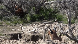 Sorcha acting sneaky by hiding in her hole and trying to surprise the other caracal and servals she shares an enclosure with | Safe Haven Wildlife Sanctuary